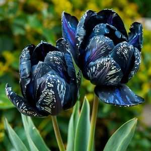 Тюльпан Блю Фог купить по цене от 500р. в интернет-магазине «Посадика» с доставкой почтой в в Москве и по всей России – [изображение №1].