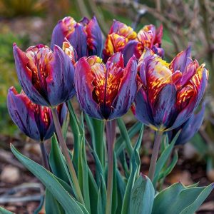 Тюльпан Опал Дрим купить по цене от 207р. в интернет-магазине «Посадика» с доставкой почтой в в Москве и по всей России – [изображение №1].