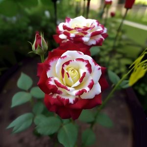 Роза Роял Глом купить по цене от 401р. в интернет-магазине «Посадика» с доставкой почтой в в Москве и по всей России – [изображение №1].